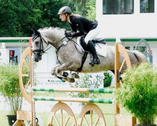 jumper Hermann 78 (Trakehner, 2010, from Handryk)