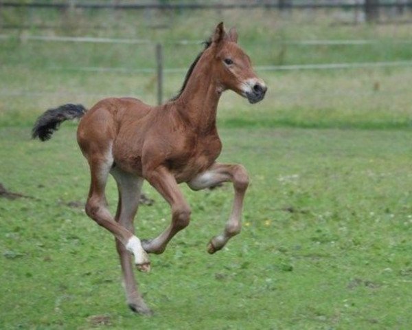 horse St. Jimmy SR Z (Zangersheide riding horse, 2014, from Hunters Scendro)