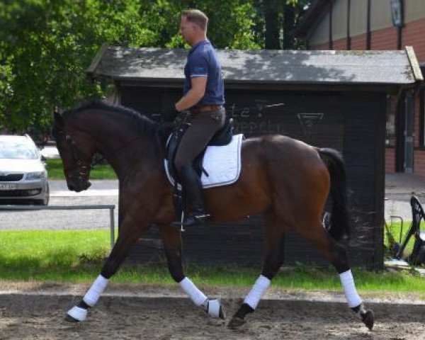 dressage horse Lorbass 113 (Trakehner, 2012, from Saint Cyr)