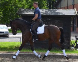 Dressurpferd Lorbass 113 (Trakehner, 2012, von Saint Cyr)