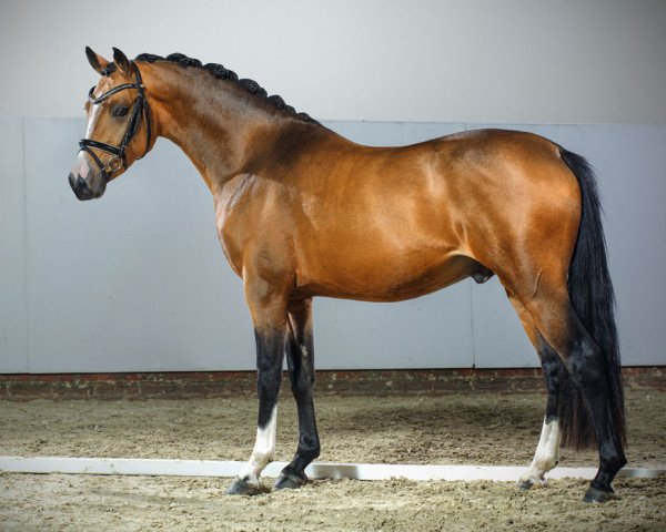 Pferd Cavalito 6 (Deutsches Reitpony, 2013, von FS Champion de Luxe)
