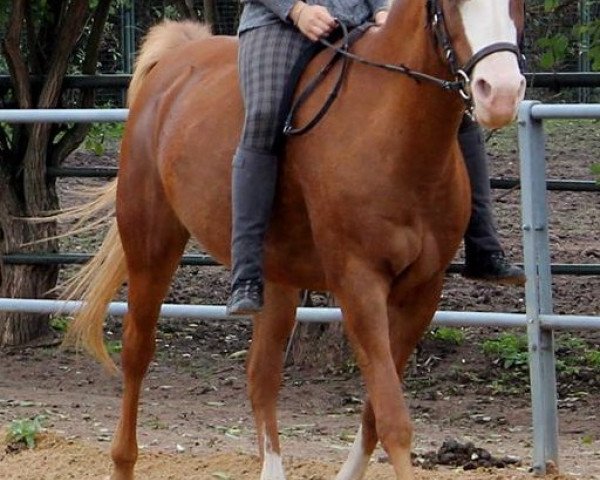 broodmare Nadin (German Riding Pony, 1996, from Durello) broodmare Nadin (German Riding Pony, 1996, from Durello)