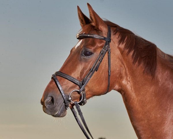 broodmare Winona (Hanoverian, 1999, from Wolkentanz I) broodmare Winona (Hanoverian, 1999, from Wolkentanz I)