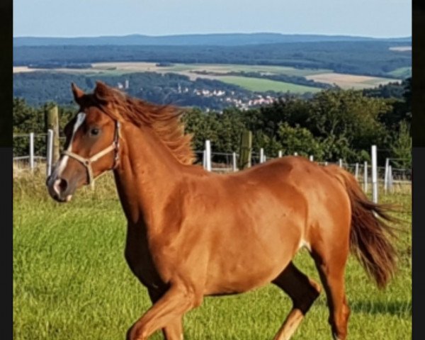 jumper Malien (German Sport Horse, 2015, from Samico F)