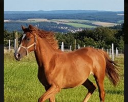 jumper Malien (German Sport Horse, 2015, from Samico F)