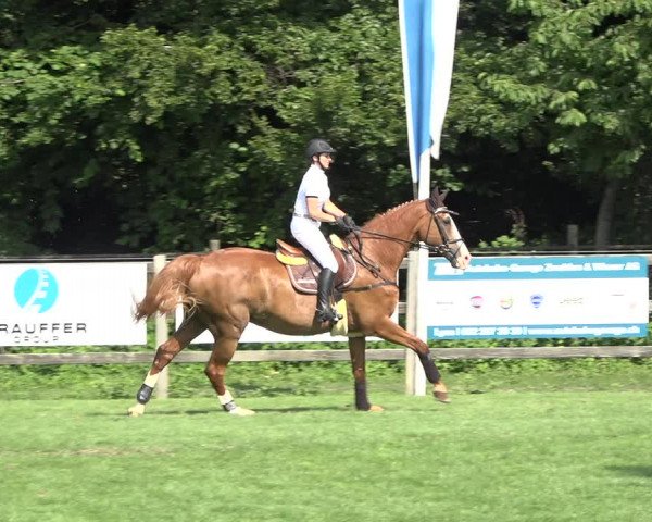 Reitturnier Kappelen-Lyss 2019