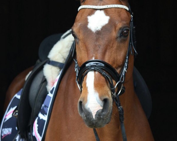 broodmare Ronja C (Oldenburg, 1995, from Ritual)