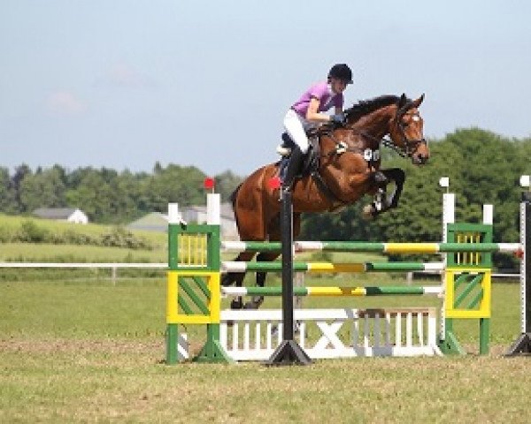 Springpferd Apollo 845 (Holsteiner, 2003, von Aljano)