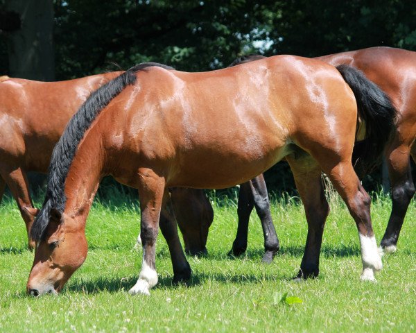 broodmare Dolly (Freiberger, 1998, from Hauban)