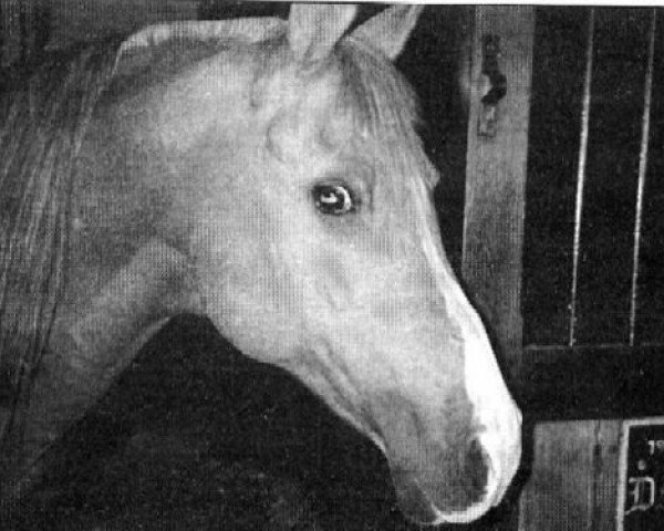 stallion Dancing Duke ox (Arabian purebred, 1969, from Dancing King ox (ex Nut Is Satisfied))