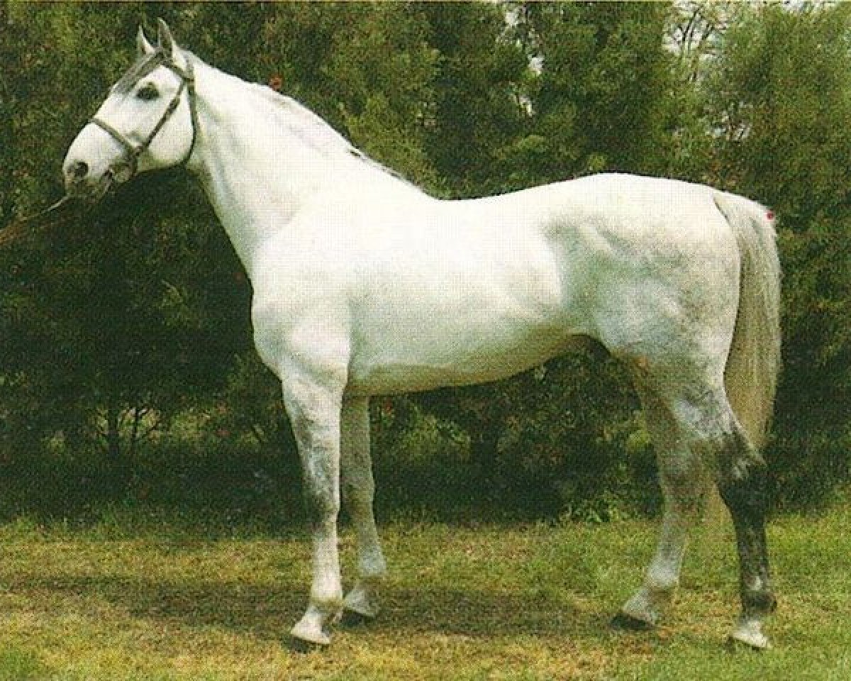 stallion Merano I (Holsteiner, 1979, from Merano)