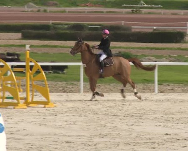 jumper Alco de Laubry (Belgian Warmblood, 2000, from Galoubet A)