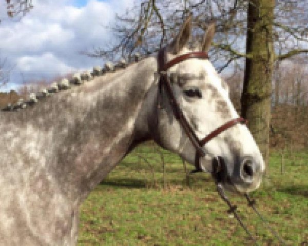 horse Lolo de Laubry (Belgian Warmblood, 2011, from President)