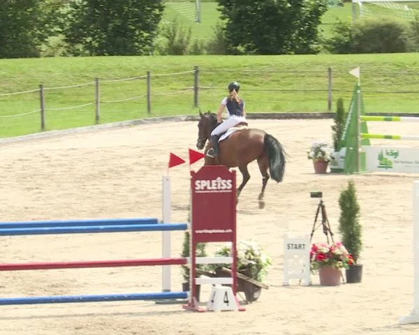 Reitturnier Turbenthal 2019