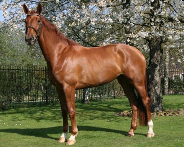 broodmare Fried Vita (Westphalian, 2008, from Friedensritter)