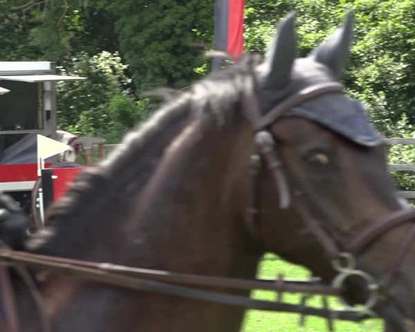 Reitturnier Kappelen-Lyss 2019