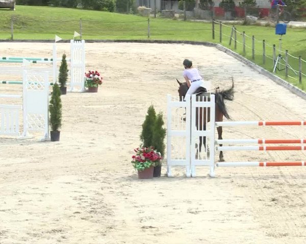 Reitturnier Turbenthal 2019