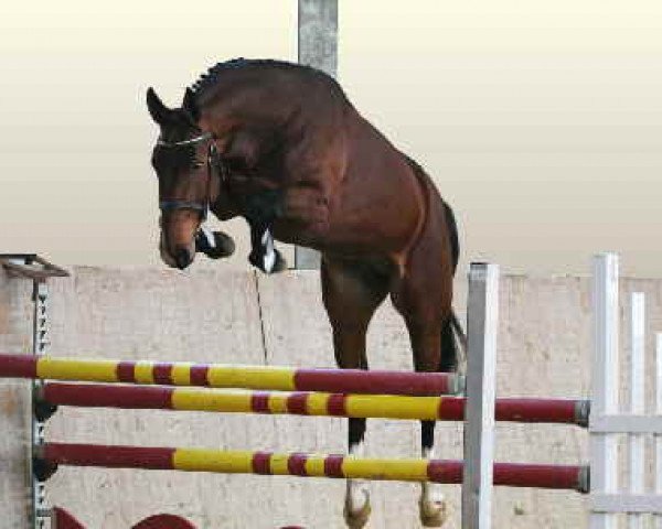 stallion For Action (Hanoverian, 2006, from Forsyth)