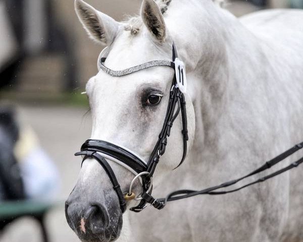 broodmare Helena (Westphalian, 2013, from Hermes de Lux)