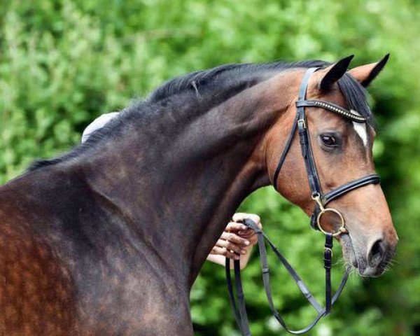 broodmare Unsere Cera (Holsteiner, 2004, from Come On) broodmare Unsere Cera (Holsteiner, 2004, from Come On)