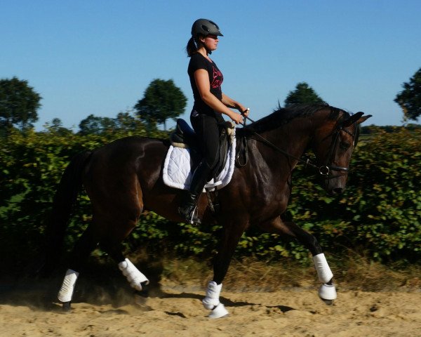 Pferd Flip (Hannoveraner, 2012, von Fürst Nymphenburg)