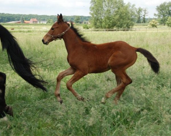 horse Emeraude PP Z (Zangersheide riding horse, 2015, from Emerald van 't Ruytershof)