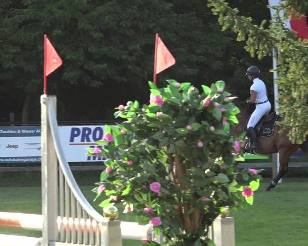 Reitturnier Kappelen-Lyss 2019
