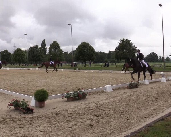 Reitturnier Münster-Roxel 2019