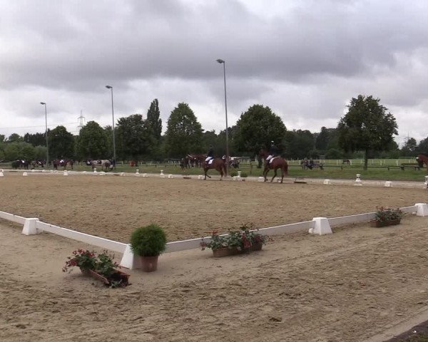 Reitturnier Münster-Roxel 2019