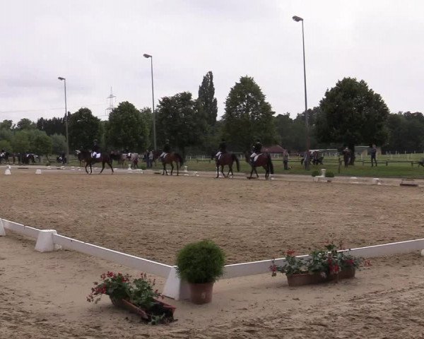 Reitturnier Münster-Roxel 2019