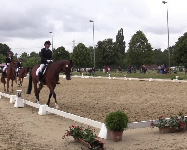 Reitturnier Münster-Roxel 2019