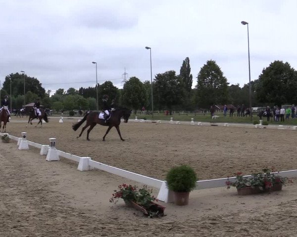 Reitturnier Münster-Roxel 2019