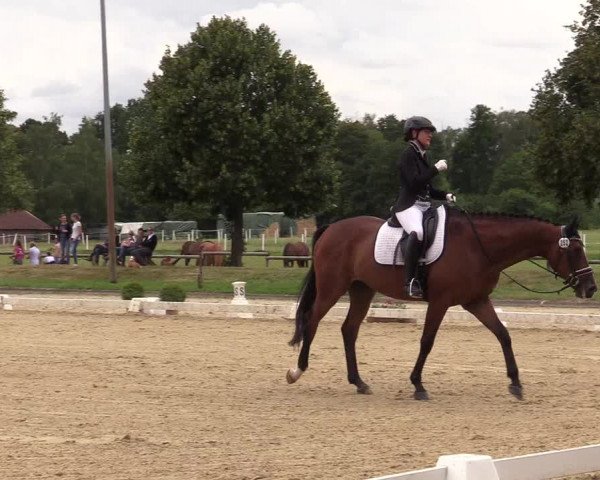 Reitturnier Münster-Roxel 2019