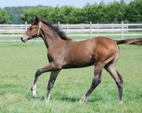 horse Catania PP Z (Zangersheide riding horse, 2011, from Catoki)