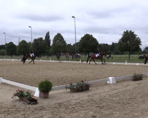 Reitturnier Münster-Roxel 2019