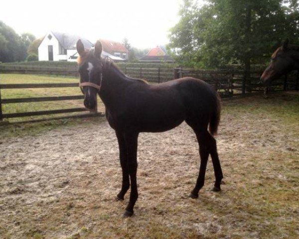 horse Anouk PP Z (Zangersheide riding horse, 2016, from Arezzo)