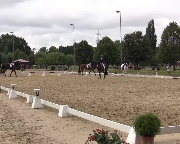 Reitturnier Münster-Roxel 2019