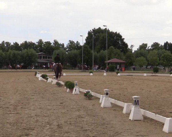 Reitturnier Münster-Roxel 2019