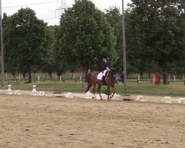 Reitturnier Münster-Roxel 2019