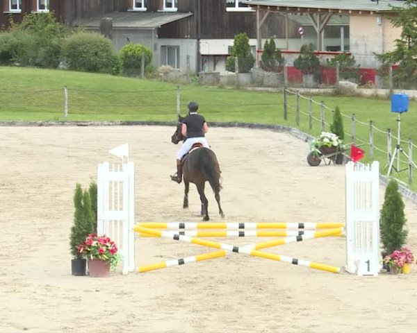Reitturnier Turbenthal 2019