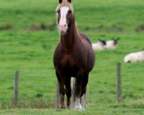 stallion Fronarth Welsh Magic (Welsh-Cob (Sek. D), 1995, from Cyttir Telynor)