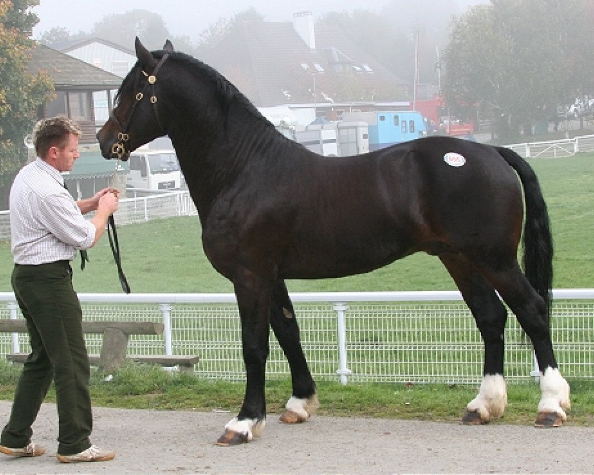 Deckhengst Bercoed Selwyn (Welsh-Cob (Sek. D), 2007, von Gwenllan Selwyn)