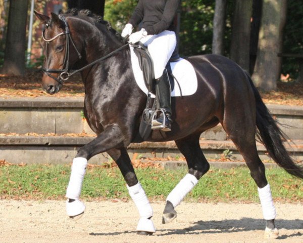 dressage horse Dreamtime 7 (Rhinelander, 2012, from den Haag 12)