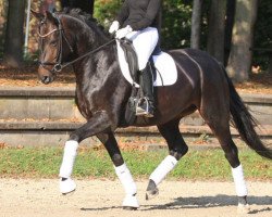 Cavallo da Dressage Dreamtime 7 (Renano, 2012, di den Haag 12)