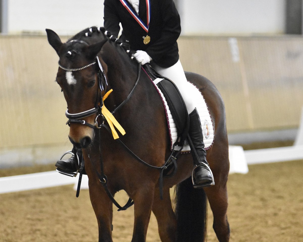 dressage horse Jupiter d'Herimenil (French Pony, 1997)