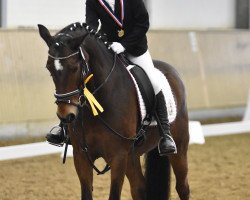 dressage horse Jupiter d'Herimenil (French Pony, 1997)