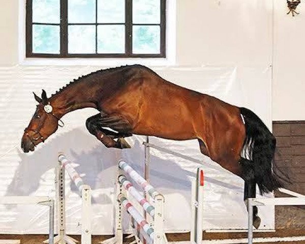 Zuchtstute Calliope (Ungarisches Warmblut, 2012, von Con Lapilot)