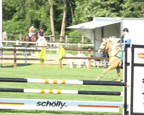 Reitturnier Kappelen-Lyss 2019