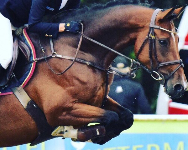 jumper Con Chypetta (Holsteiner, 2011, from Ab 19 Chepetto)
