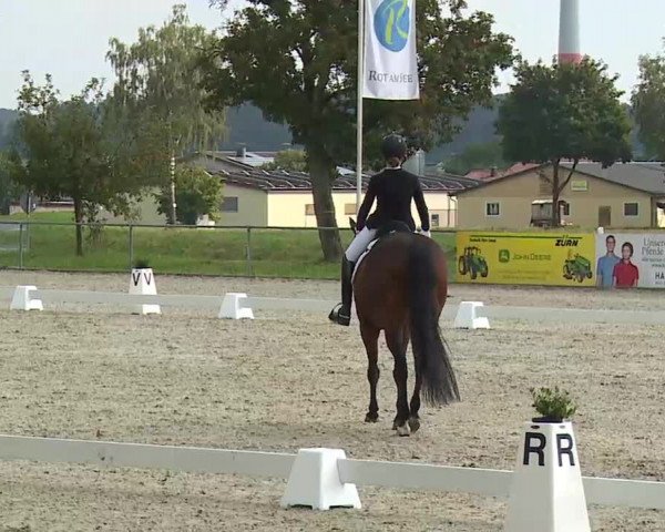 Süddeutsche Ponymeisterschaften Rot am See- Musdorf 2021